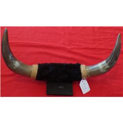 Pair of Mounted Steer Horns