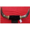 Image 1 : Pair of Mounted Steer Horns
