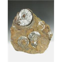 A Goniatite Gonioclymenia fossil, 50 x 52cm Est. 250/300...