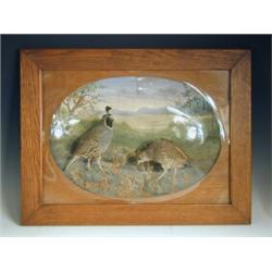 An unusual pair of Canadian stuffed birds, mounted in an oval reserve with a painted backgroun...