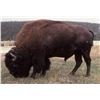 Image 2 : 100 POUNDS OF BISON BURGER FROM THE MONTANA HUNTING CO.