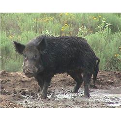 2-DAY, 1X1 RIO GRANDE GOBBLER & WILD BOAR HUNT FOR ONE HUNTER AND ONE NON-HUNTER AT BUFFALO CREEK RA
