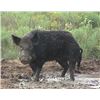 Image 1 : 2-DAY, 1X1 RIO GRANDE GOBBLER & WILD BOAR HUNT FOR ONE HUNTER AND ONE NON-HUNTER AT BUFFALO CREEK RA