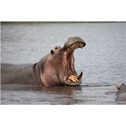 FIVE [5] DAY HIPPO HUNT  FOR ONE HUNTER IN SOUTH AFRICA