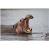 Image 1 : FIVE [5] DAY HIPPO HUNT  FOR ONE HUNTER IN SOUTH AFRICA
