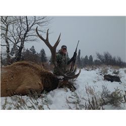 3 DAY MANAGEMENT BULL ELK HUNT IN IDAHO
