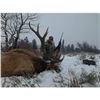 Image 1 : 3 DAY MANAGEMENT BULL ELK HUNT IN IDAHO
