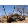 Image 1 : 7 DAY MIXED BAG HUNT  FOR 1 HUNTER IN LIMPOPO SOUTH AFRICA