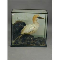 A stuffed and mounted Gannet in a triple glazed case, circa 1890, label verso 'Preserved & Mounte...