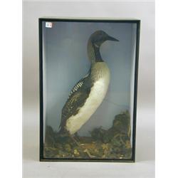 A stuffed and mounted Black Throated Diver, in summer plumage, in a glazed case circa 1900, paper...