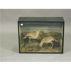 A pair of stuffed and mounted Stone Curlews in a triple-glazed case, circa 1915, 51cm high Est. 2...