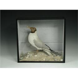 A stuffed and mounted Black Headed Gull, circa 1910, in a glazed case, 36cm high Est. 70/100...