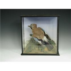 A stuffed and mounted Jay circa 1890 by F. Asten, Woodbridge, paper label verso, in a triple glaz...