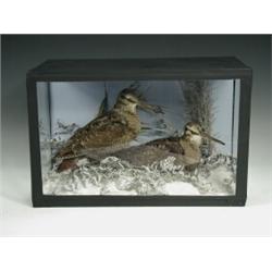 A pair of stuffed and mounted Woodcock, in a modern triple glazed case, 28cm high Est. 100/150...