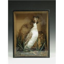 A stuffed and mounted Great Crested Grebe in a glazed case circa 1880, label verso 'H. W. Marsden...