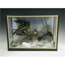 A stuffed and mounted Knob of Teal in a modern triple glazed case, 38cm high Est. 120/160...