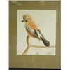 Image 1 : Attributed to Henry Stacy Marks, 'JAY', With initials and inscribed, watercolour, 33 x 29cm<b...