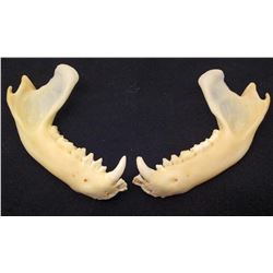 LOT OF 2 RACCOON JAWS TAXIDERMY