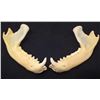 Image 1 : LOT OF 2 RACCOON JAWS TAXIDERMY