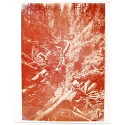 ANTIQUE LOGGING PHOTO OF OX PULLING LOGS DOWN A HILL