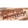 Image 2 : ANTIQUE LOGGING PHOTO - LOGGING W/ HORSES