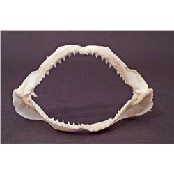 AUTHENTIC SHARK JAW / TEETH