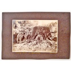 ANTIQUE MOUNTED LOGGING PHOTO OF 2 MEN STANDING BY A HUGE TREE TRUNK