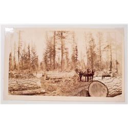 ANTIQUE LOGGING PHOTO OF HORSE DRAWN CARRIAGES & TREES