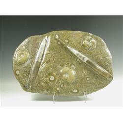 A north east African polished stone containing ammonite and belemnite fossils, approx 380 mill...