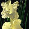 Image 2 : White Gladiolas by  Brian Davis