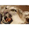 Image 2 : Mountain Lion Hide Rug