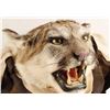 Image 4 : Mountain Lion Hide Rug