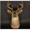 Image 1 : 5x5 White Tail Deer Shoulder Mount