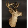 Image 2 : 5x5 White Tail Deer Shoulder Mount