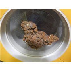 COPROLITE - AKA DINASAUR FECES - IN UNIQUE STRETCH FILM FRAME