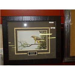 FRAMED PRINT - RED TAILED HAWK - ROBERT BATEMAN- GALLERY ESTIMATE - $375