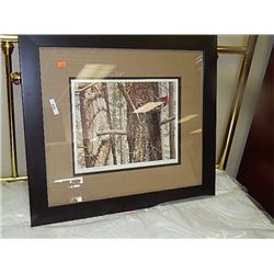 FRAMED LIMITED EDTION PRINT - FIR BARK - MARK FRANCIS - FROM LOCAL ESTATE