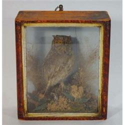 Wooden cased stuffed owl, 27cm high…