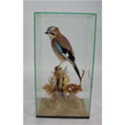 Stuffed bluejay in a square glass case…