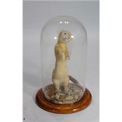 Stuffed weasel in a dome topped glass case, 30cm high…