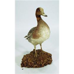 Stuffed duck on a cork base, 38cm high…