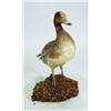 Image 1 : Stuffed duck on a cork base, 38cm high…