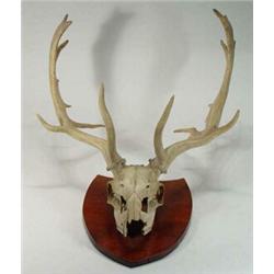 Pair of antlers on an oak shield shaped back…