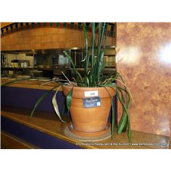 CLAY POT