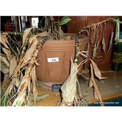LOT: POTTED PLANTS