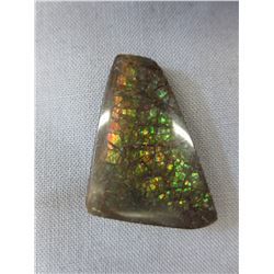 31 CT Free form cut Canadian Ammolite gemstone