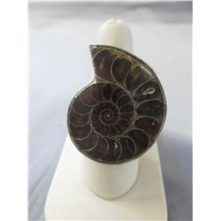 Huge custom made Ammonite gemstone ring