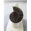 Image 1 : Huge custom made Ammonite gemstone ring