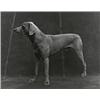 Image 1 : William Wegman, untitled "Man Ray", USA, 1975, 10.5"h x 13.25"w, Man Ray was Wegman's dog...