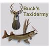 Image 9 : Taxidermy Reverse Auction